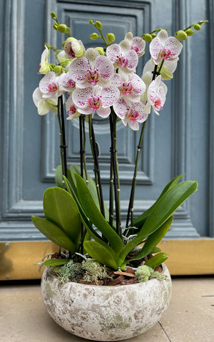 Coupe d’orchidées 🌱