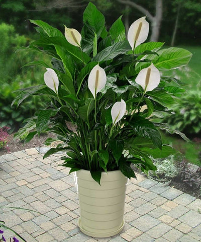 Plantes d'intérieur