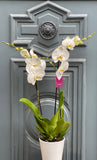 Orchids
