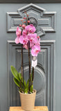 Orchids